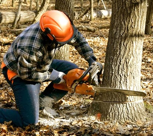 Tree Removal in Leesburg, VA